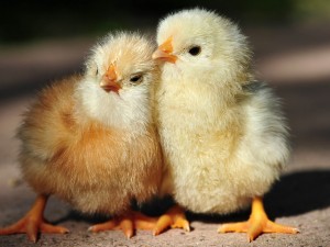 768-baby-chickens-hd-1280x960-1